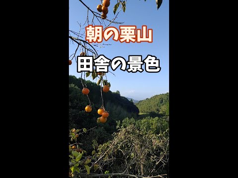 冬にコマドリの世話をするにはどうすればよいですか？彼を守り、困難な状況を乗り越えるための 4 つの行動  庭園