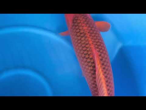 JKS 506 HQ Sansai Reverse Aka Matsuba 68 cm