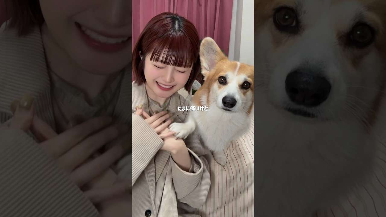もうすぐ大人になっちゃうから🌸 #コレサワ #コーギーのいる暮らし #振り付け