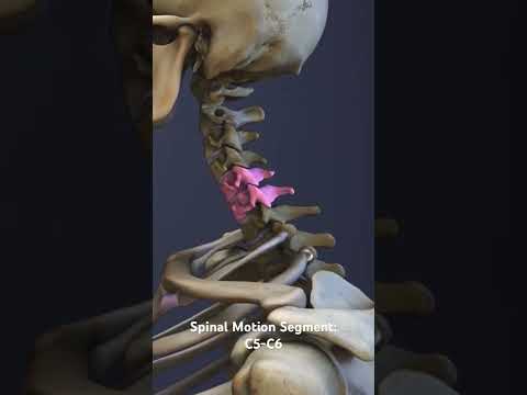 Spinal Motion Segment: C5-C6