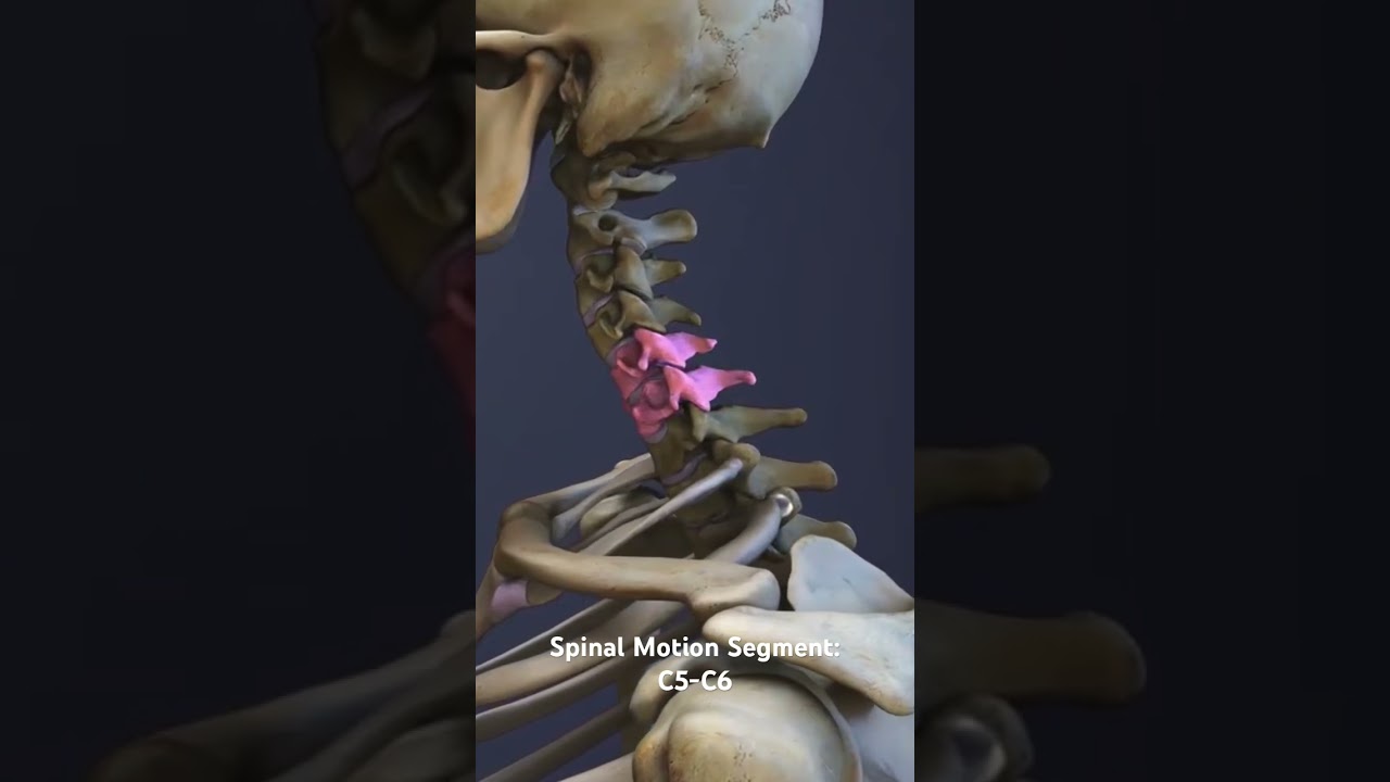 Spinal Motion Segment: C5-C6
