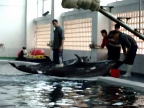 THE DELPHINS STARS OF CONSTANTA