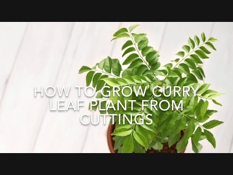 How To Grow Curry Leaf Plant From Cuttings // Using Rooting Hormone// Kitchen Gardening Ideas.