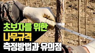 나무재테크 초보자를 위한 나무 규격 측정 방법과 유의저…