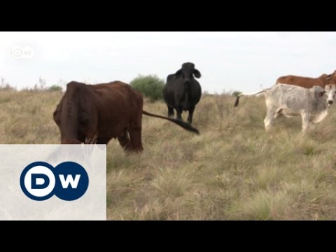 Argentina: Protecting the Pampas | Global 3000