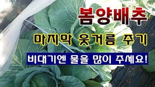 [텃밭농부 1,920]  봄양배추 마지막 웃거름 주는 방법. 비대기엔 물이 많이 필요! #양배추재배