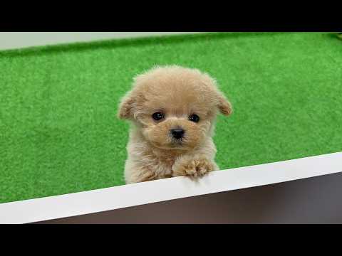 YouTube動画のサムネイル