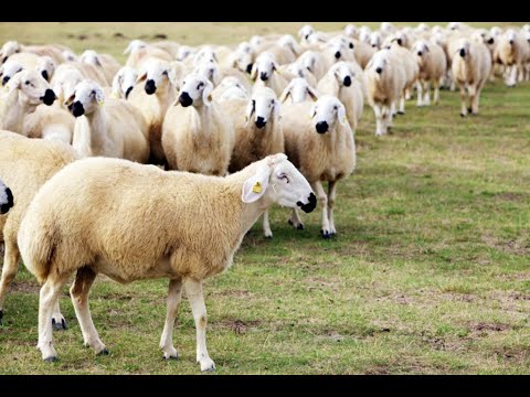 , title : 'Kangal Koyunu Genel Özellikleri | Sivas Koyunu |  İç Anadolu Bölgesi Hayvancılık'