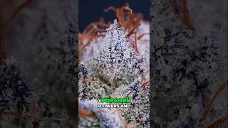 3x3 Grow Yield  306g Under 240W! FLOWER RESULTS