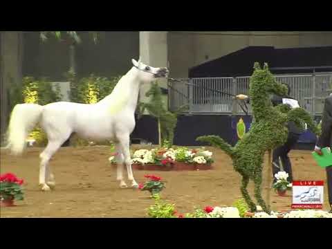 European Championships Verona 2013 - Senior Males Championship