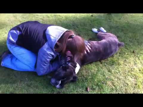 Chú chó sống lại sau 2 phút ngừng thở