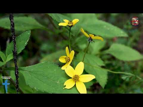 Grupo Unión Virgen Del Rosario - Satkan Satkan