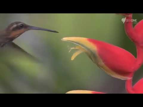 Hummingbirds Jewelled Messengers w  Sir David Attenborough