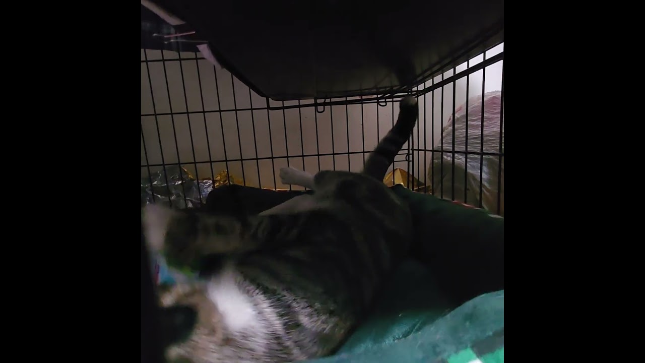 Gingie, an adopted mixed breed in New York, NY video 2/4