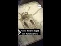 Mexico Displays Alleged Non Human Corpses