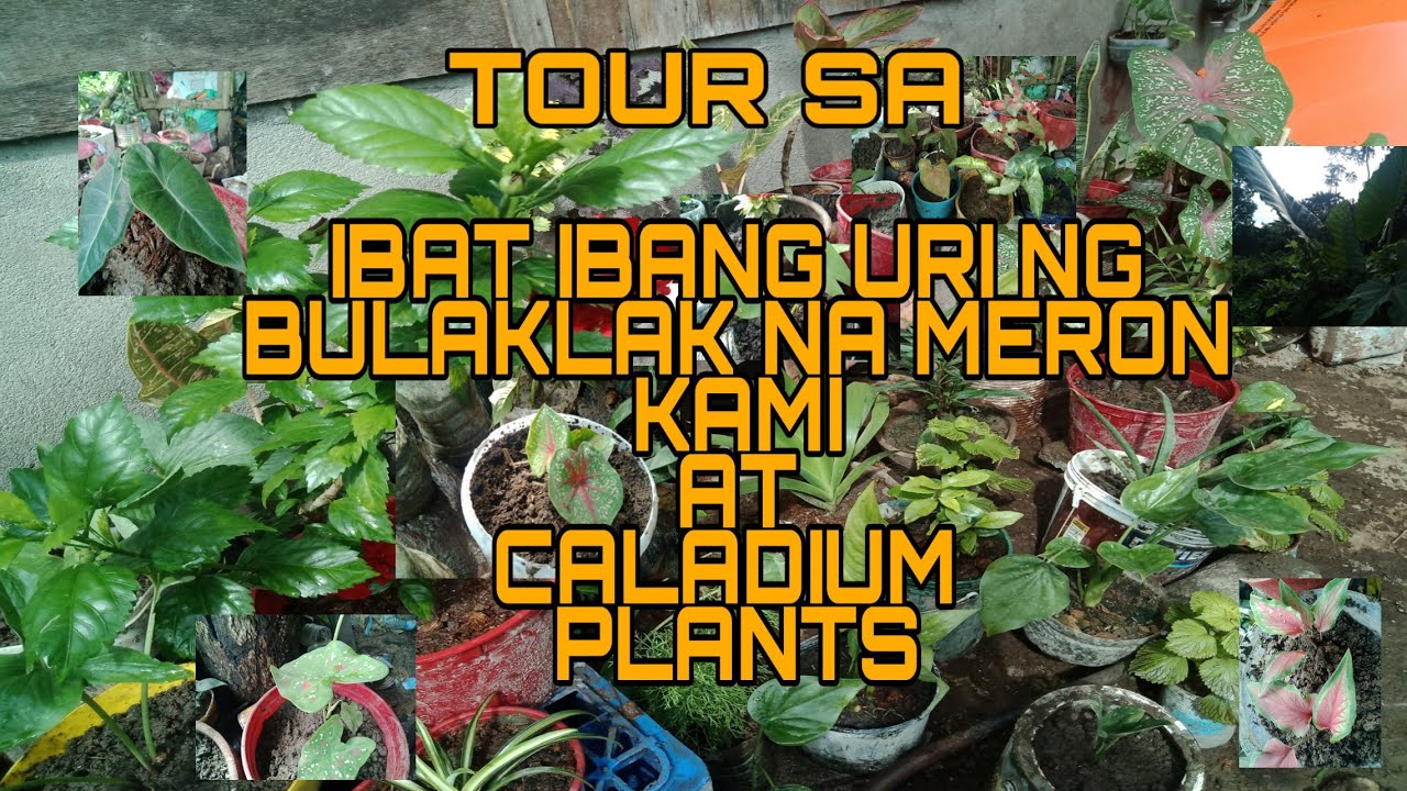 IBAT IBANG URI NG BULAKLAK AT KASAMA CALADIUM PLANTS|| GREEN HANDS
