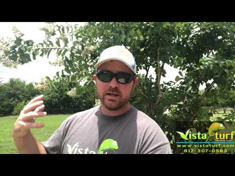 download lagu mp3 mp4 Crepe Myrtle Bloom, download lagu Crepe Myrtle Bloom gratis, unduh video klip Crepe Myrtle Bloom