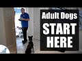 The First Steps For Training Your Rescue Rehomed Adult Dog