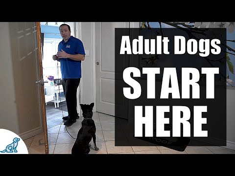 The First Steps For Training Your Rescue/Rehomed/Adult Dog!