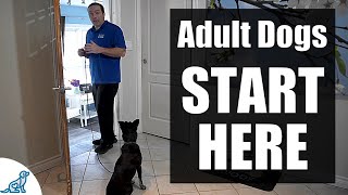 The First Steps For Training Your Rescue/Rehomed/Adult Dog!