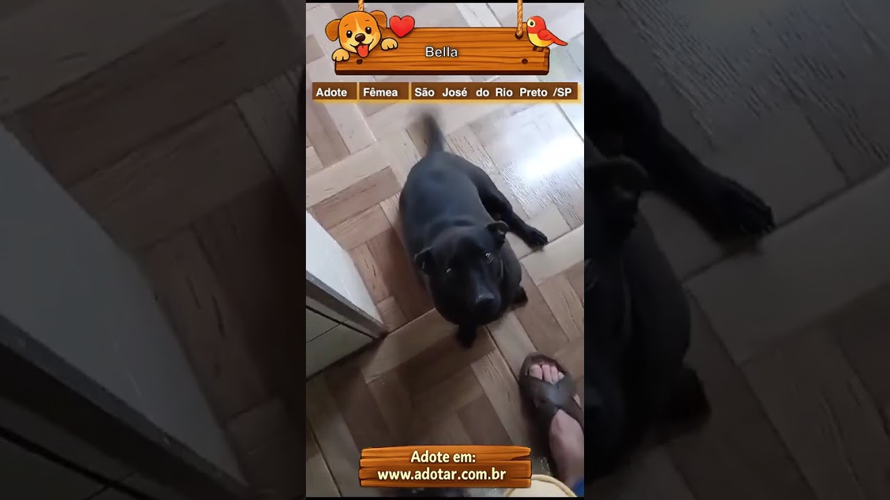 Cachorro raça SRD-ViraLata idade 4 anos nome Bella