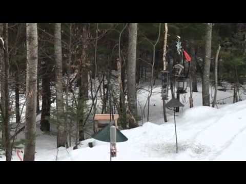 Evening Grosbeak return