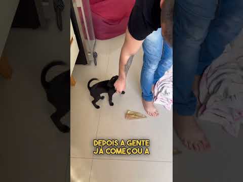 I trained a 2-month-old puppy to stop biting everyone