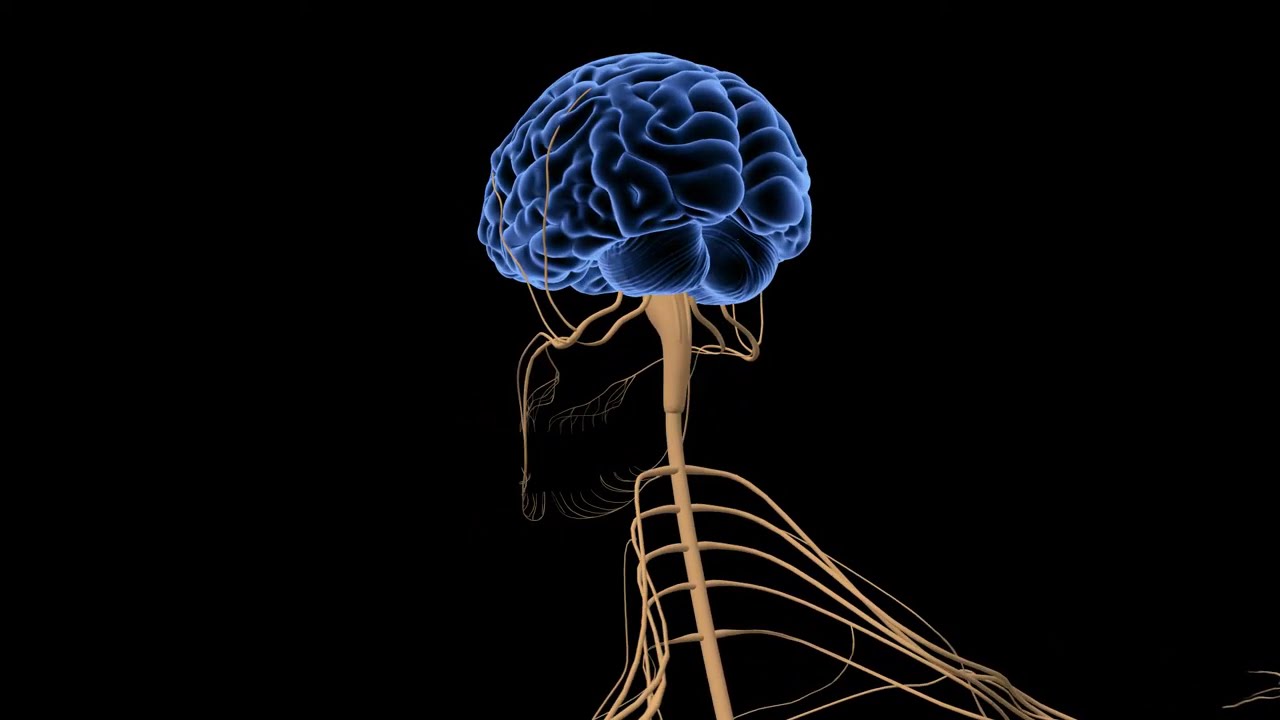 Human Brain and Peripheral Nerves animation | Human Nervous System-  Brain Close Up