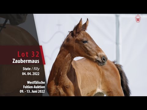 Fohlen-Auktion Lot 32 Zaubermaus Stute v. Zinedream - C-Indoctro
