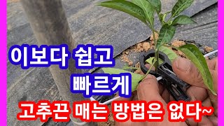 이보다 쉽고 빠르게 고추끈 매는 방법은 없다~고추출 매는방법,고추농사 잘짖는법,고추키우기,심는방법귀농귀촌 주…