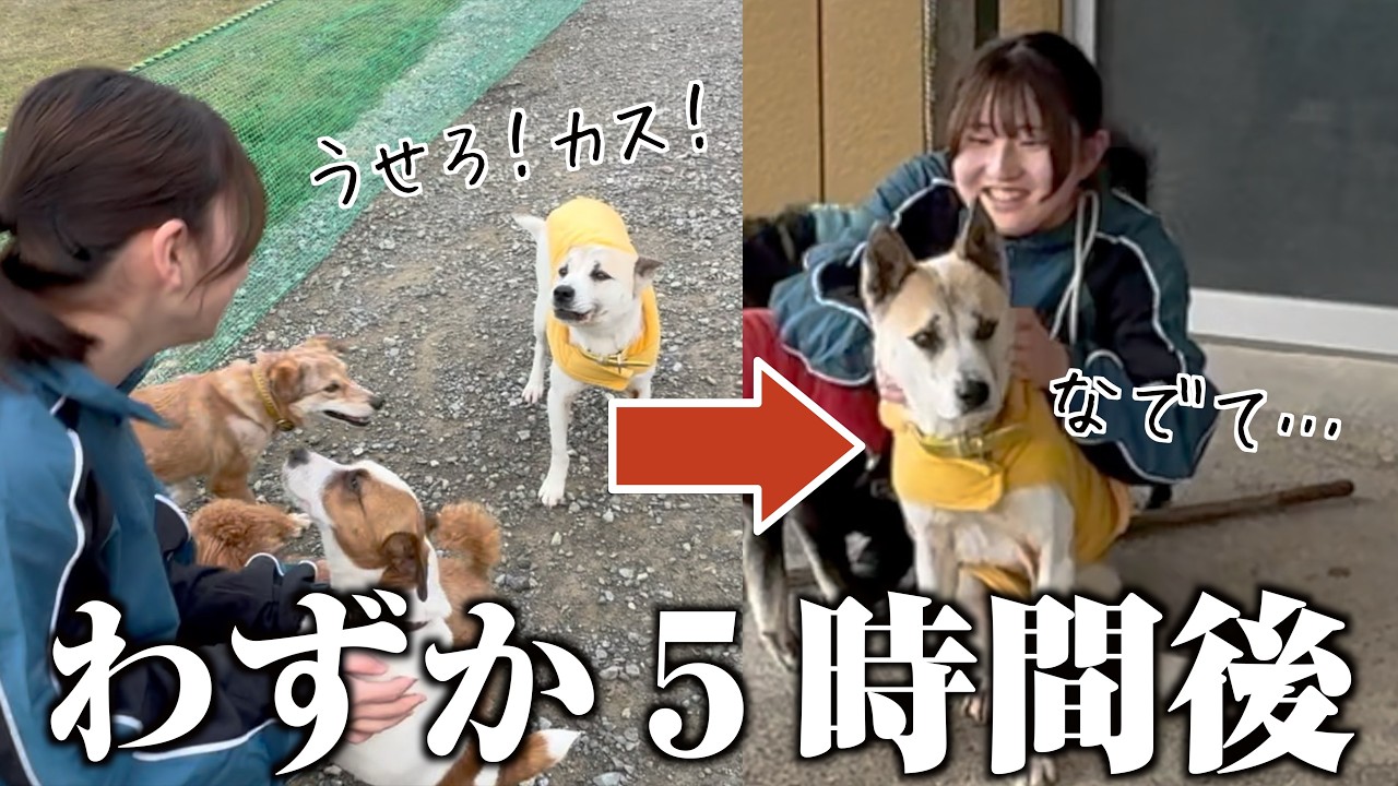 ５年間人慣れ練習をした元保護犬…その努力の成果がこちら