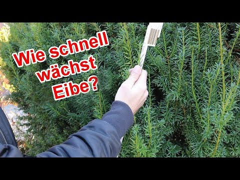 Eibe Wachstum im Jahr - Wieviel wachsen Eiben pro Jahr - Jahreswachstum der Eibe