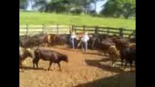 preview picture of video 'pega na fazenda em pirajui'