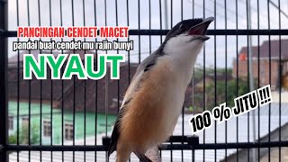 Download lagu cendet gacor PANJANG BONGKAR EMOSI untuk PANCINGAN CENDET AGAR BUNYI bikin BURUNG PENTET GACOR mp3 Download lagu cendet gacor PANJANG BONGKAR EMOSI untuk PANCINGAN CENDET AGAR BUNYI bikin BURUNG PENTET GACOR mp3