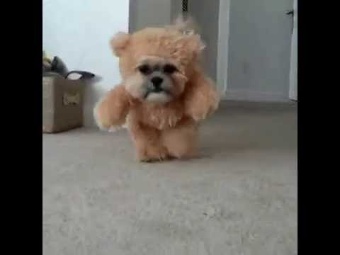 dog bear suit