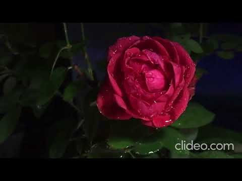 Shubhro Das O meri Jaan Unplugged