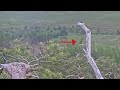 Loch Arkaig Ospreys Comings And Goings In Slo Mo 13 Jun 2022