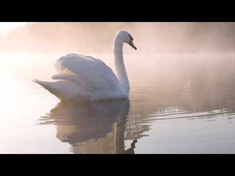 missa Il bianco e Dolce Cigno by Steffano Bernardi