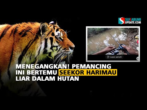 Menegangkan! Pemancing Ini Bertemu Seekor Harimau Liar Dalam Hutan