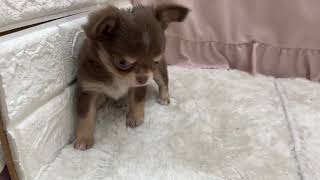 チワワ（ロング）の動画01