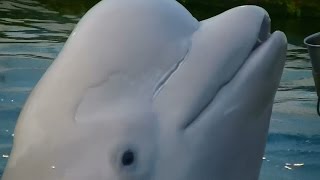 Ray Bryant Trio - So In Love