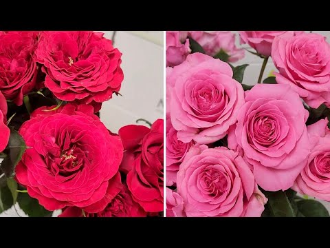 Pink Roses for Spring