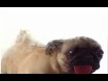 Pug Licking Screen