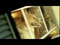 Call Me Maybe by dog Cute Funny 