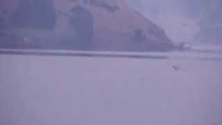 Common Nighthawks at Irongate Reservoir Hornbrook, California