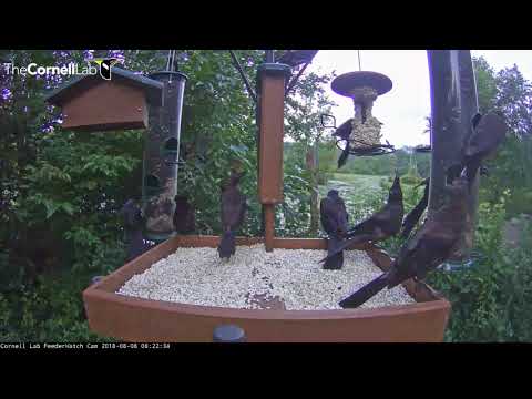 Common Grackles Swarm The Cornell Lab FeederWatch Cam – Aug. 8, 2018