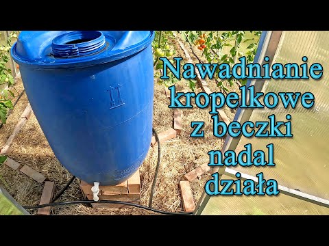 Nawadnianie kropelkowe z beczki nadal działa - Ogrodowe pierdamony 167