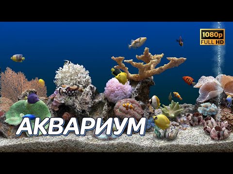 Виртуальный аквариум с экзотическими рыбками | Релаксация | Меняющийся фон | Screensaver | Заставка