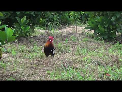 #crowingrooster #roosterTHE BIG ROOSTERS CROWING COMPILATION