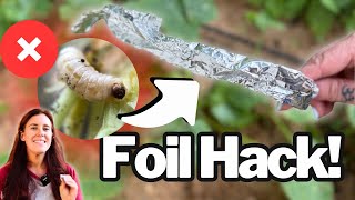 99% of Gardeners Make This Mistake (And Pay for It Next Year) | Squash Vine Borer 🐛